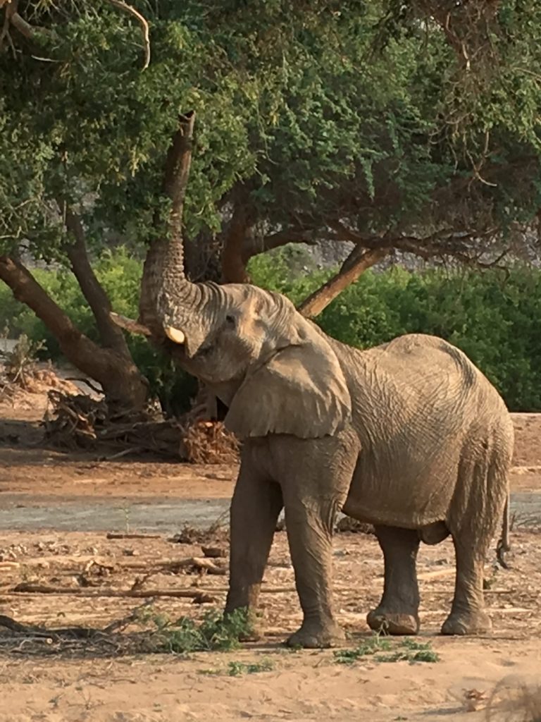 Namibian Elephant on Women's Travel Group Trip