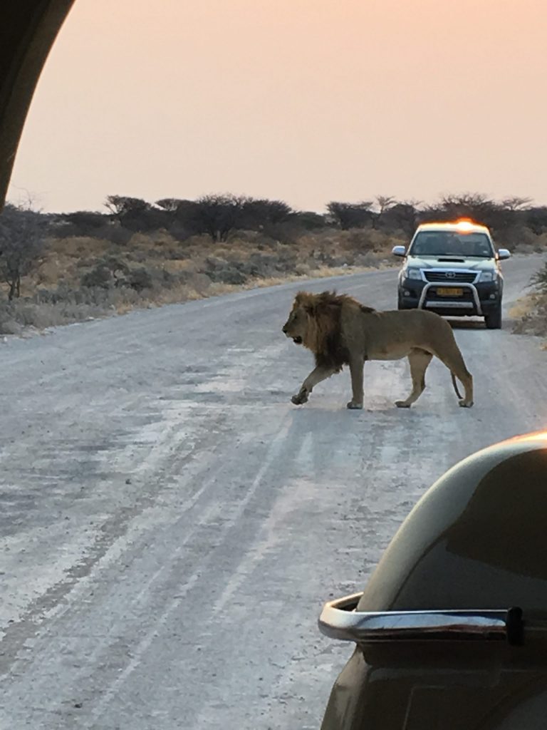 Namibia Lion with The Women's Travel Group- not a travel worry in our van